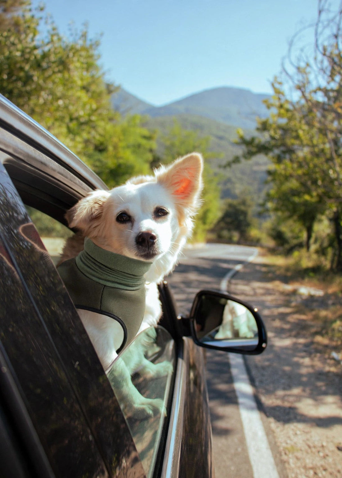 Dog in a green comfort vest leaning through an open car window