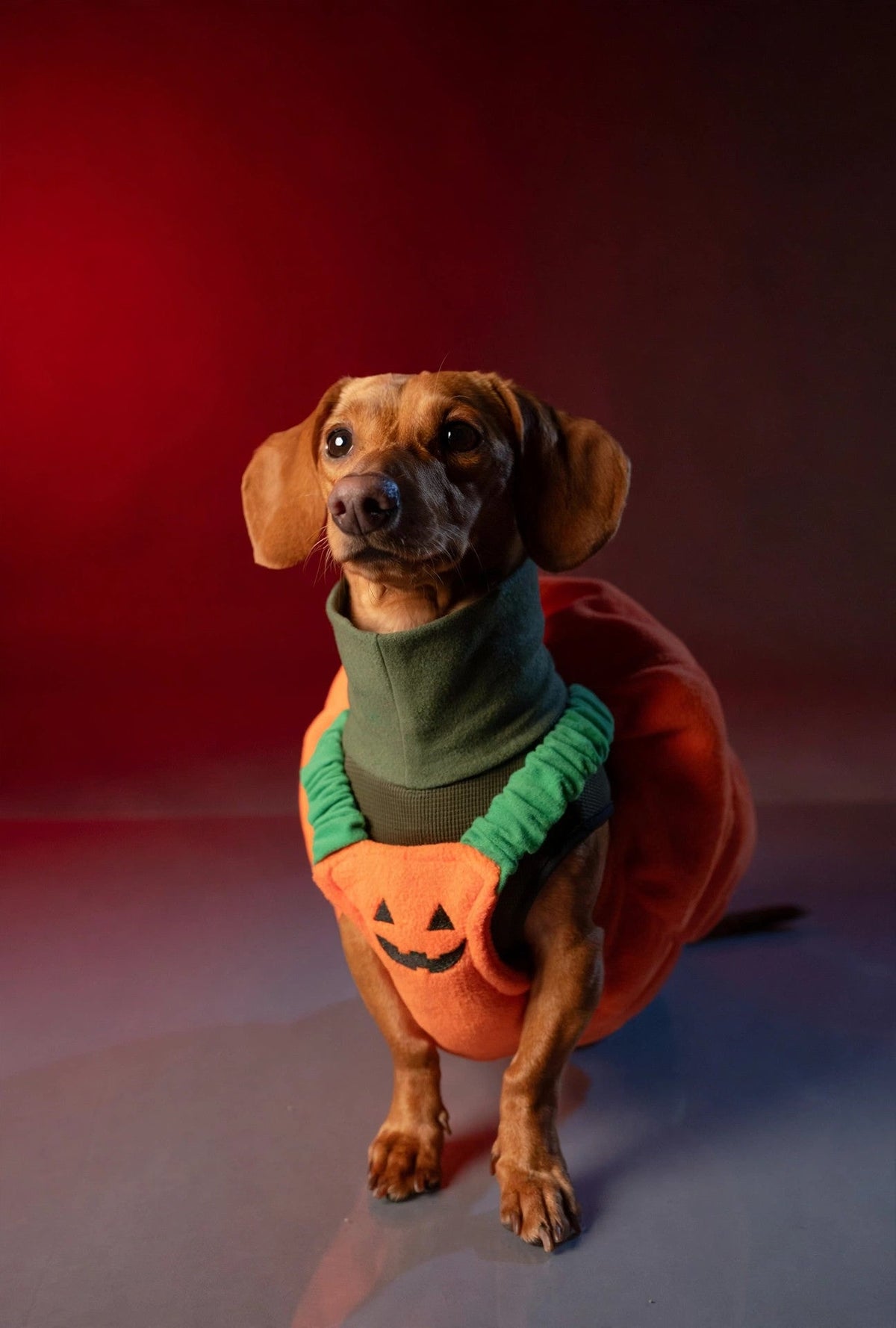 Dachshund wearing a pumpkin costume and green comfort vest